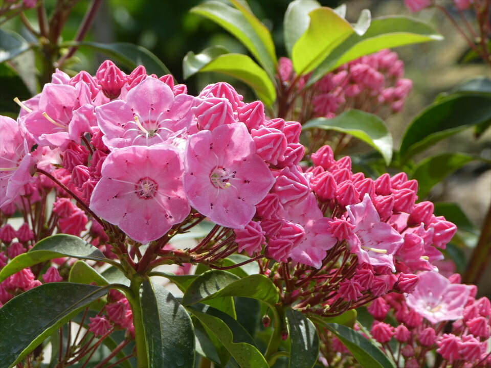 楽天市場 花終わり カルミア ピンクボール 約40cm前後 ５号鉢 鮮やかなピンク色の小さな花が大きなボール状の花を咲かせます 富士園芸楽天市場店