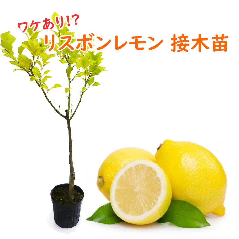 内祝い 最終価格 限定1株 未株分け 297 Dd レア ブラックマジック 整形花 充実の大株 広瀬園芸 5号ロングポット おしゃれ人気