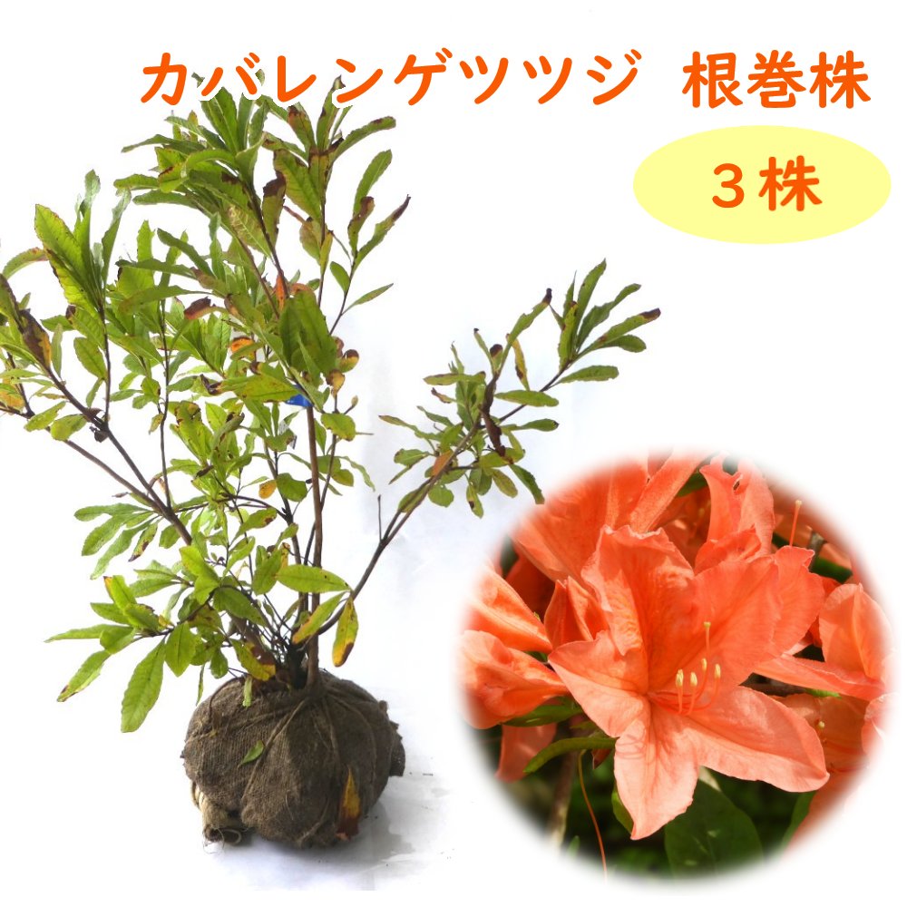 楽天市場】『 キレンゲツツジ 根巻株 １株 』 樹高約40cm 苗 苗木 黄蓮華 蓮華躑躅 庭木 植木 目隠し 生垣 シンボルツリー 造園 レンゲツツジ  : 富士園芸楽天市場店