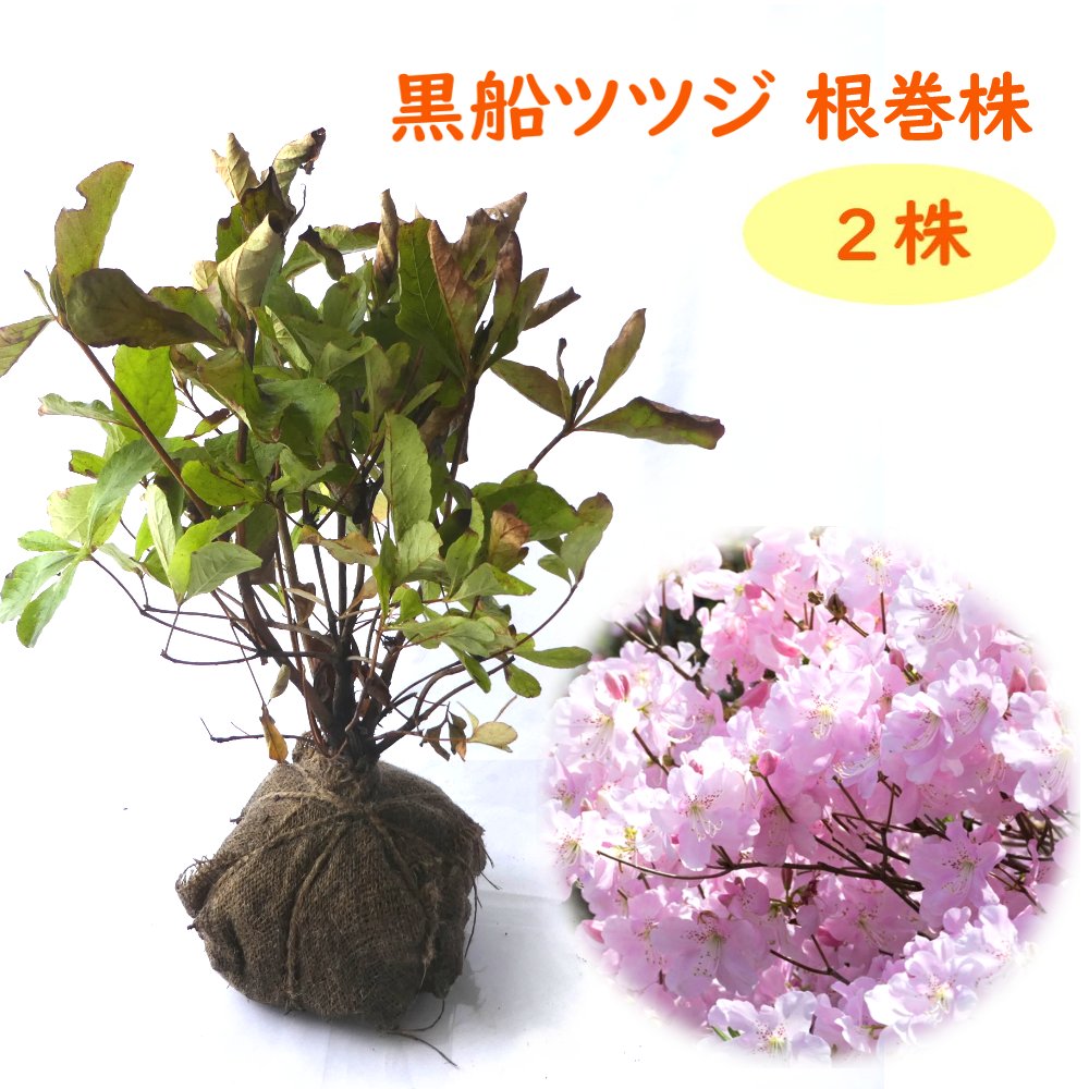 クロフネツツジ/大株【現品発送】管理70768 クロフネツツジ/大株【現品発送】管理70768 - メルカリ