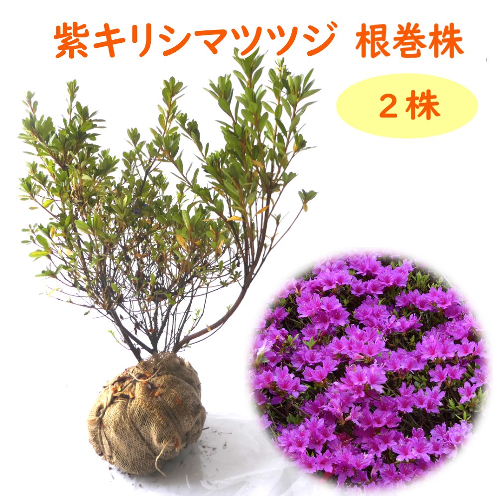 楽天市場】ホンキリシマツツジ 根巻株 【 3株 】樹高約30cm 苗 楽天市場】ホンキリシマツツジ 根巻株 【 3株 】樹高約30cm 苗
