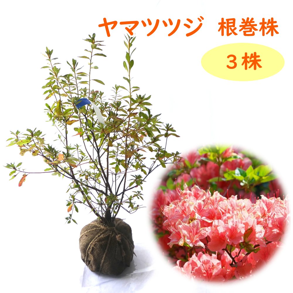 楽天市場】『 ヤマツツジ 白花 根巻株 1株 』 樹高約50cm 苗 苗木