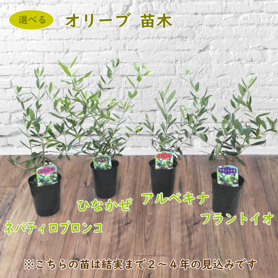 楽天市場 選べる オリーブ苗 10 5cmポット お好きな品種をお選びいただけます 観葉植物 庭木 シンボルツリー インテリア ギフト レッチーノ ルッカ エルグレコ ミッション ネバディロブロンコ ひなかぜ アルベキーナ フラントイオ 富士園芸楽天市場店