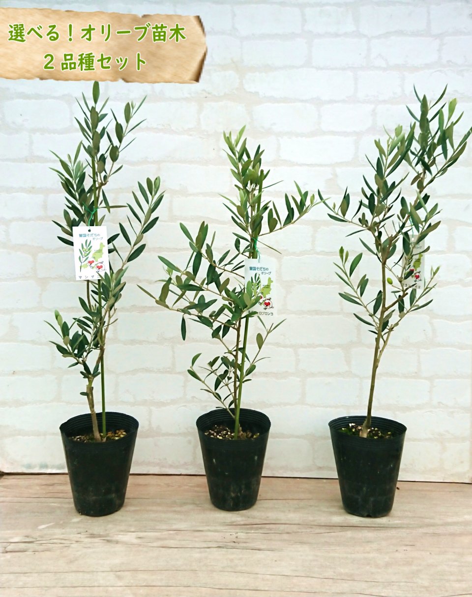 楽天市場 ２本セット 選べるオリーブ苗 マンザニロ フラントイオ ネバティロブランコ 樹高約40cm 品種違い２本セット お買い得 実がなりやすい 庭木や鉢植えに 富士園芸楽天市場店