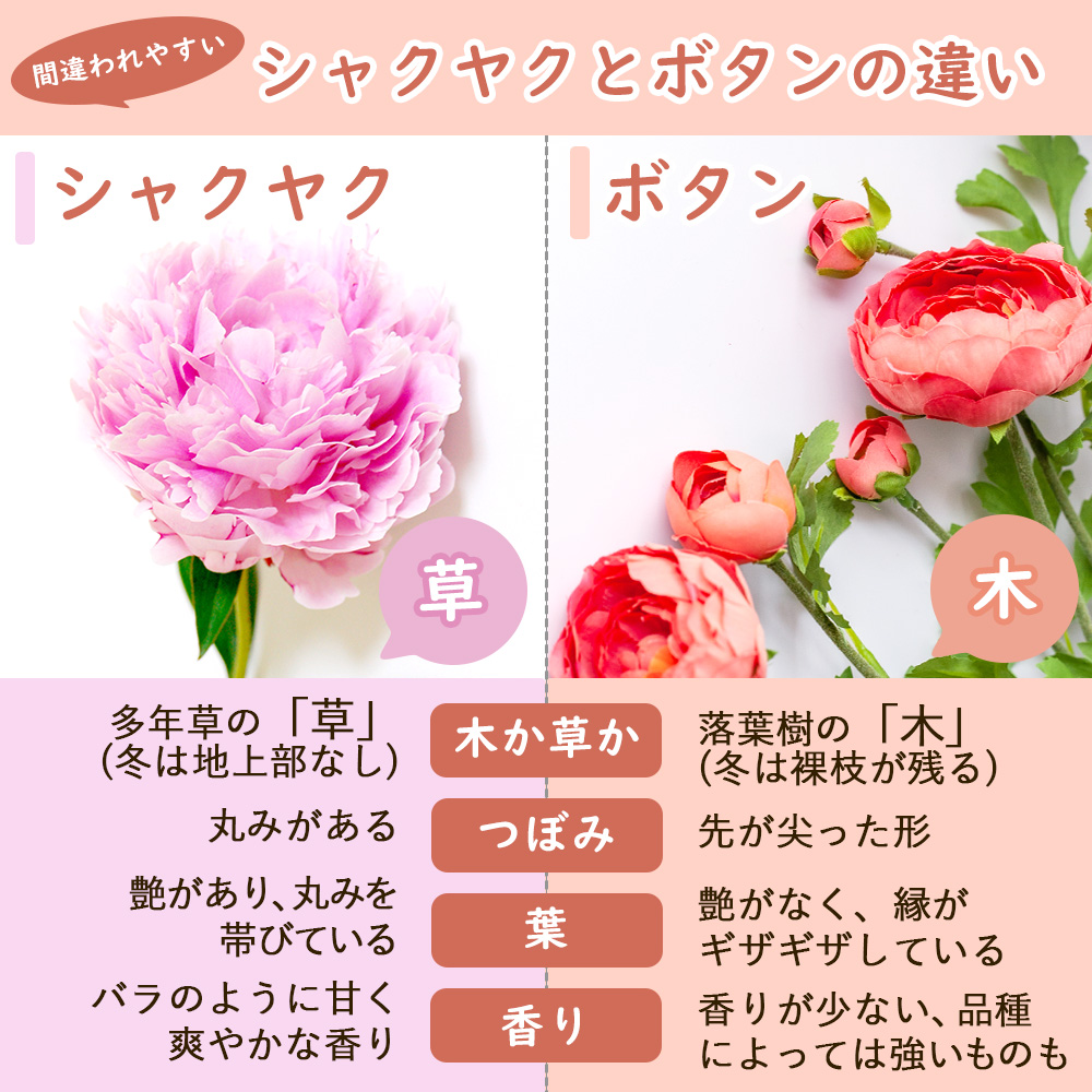 選べる「 シャクヤク ( 芍薬 ) ポット苗 」12cmポット 庭木 生垣 芍薬