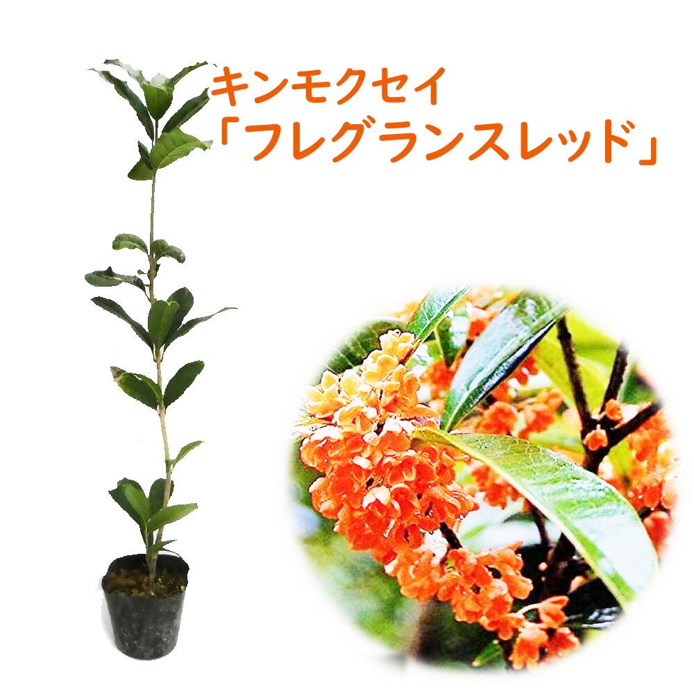 楽天市場】紅花キンモクセイ フレグランスレッド 苗木 樹高90cm : 千草園芸