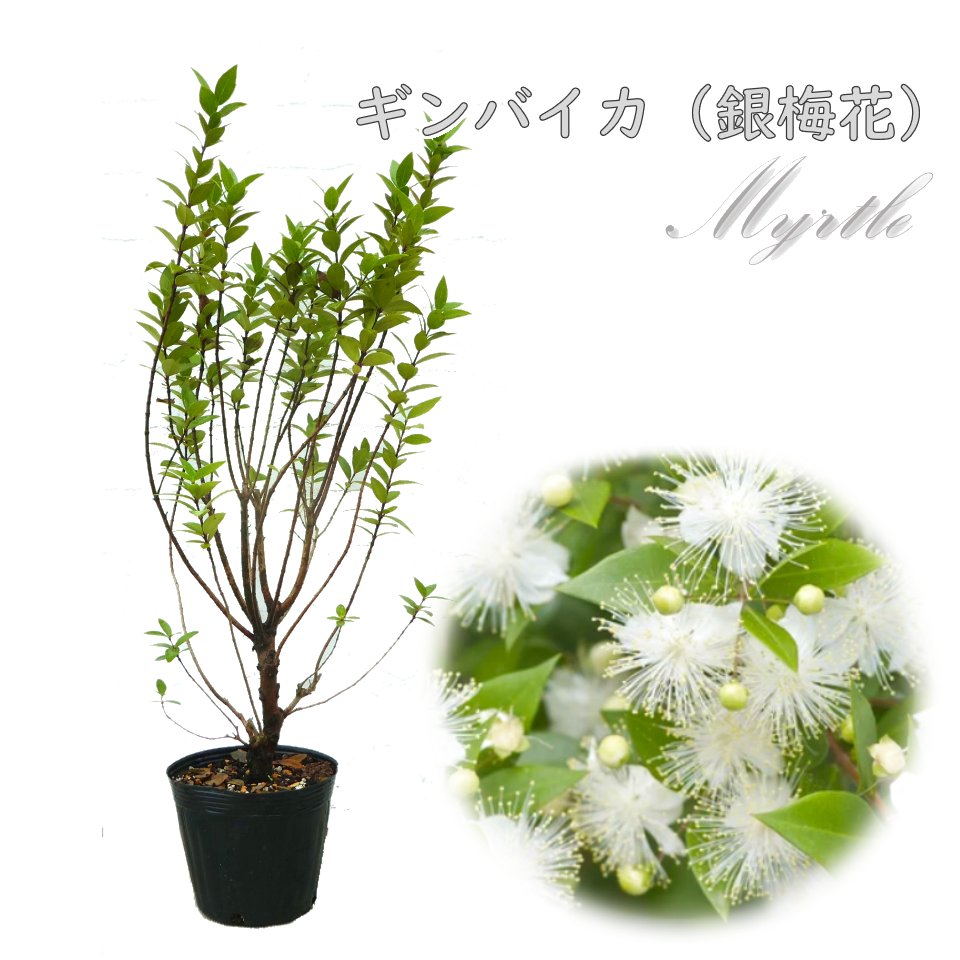 送料無料 銀梅花 ギンバイカ 銀盃花 銀香梅 1個売り ギンコウバイ マートル 5号ポット苗 庭木 送料無料 銀梅花 ギンバイカ 銀盃花 銀香梅 1個売り ギンコウバイ マートル 5号ポット苗 庭木