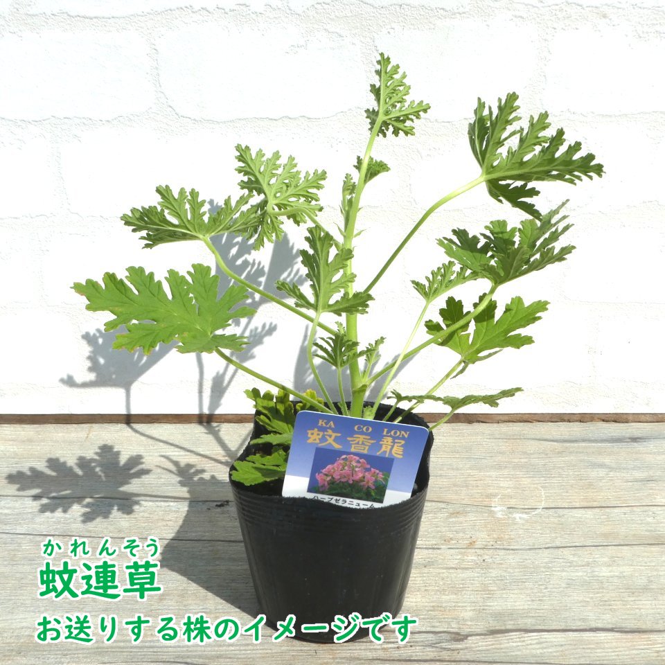 楽天市場 10株セット カレンソウ 蚊連草 蚊嫌草 蚊香龍 9cmポット 蚊を寄せ付けなくする香りがします かれんそう かころん 蚊よけ 虫よけ ハーブ モスキートブロック センテッドゼラニウム ローズゼラニウム 富士園芸楽天市場店