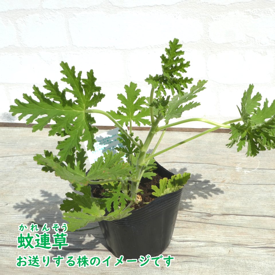 楽天市場 10株セット カレンソウ 蚊連草 蚊嫌草 蚊香龍 9cmポット 蚊を寄せ付けなくする香りがします かれんそう かころん 蚊よけ 虫よけ ハーブ モスキートブロック センテッドゼラニウム ローズゼラニウム 富士園芸楽天市場店