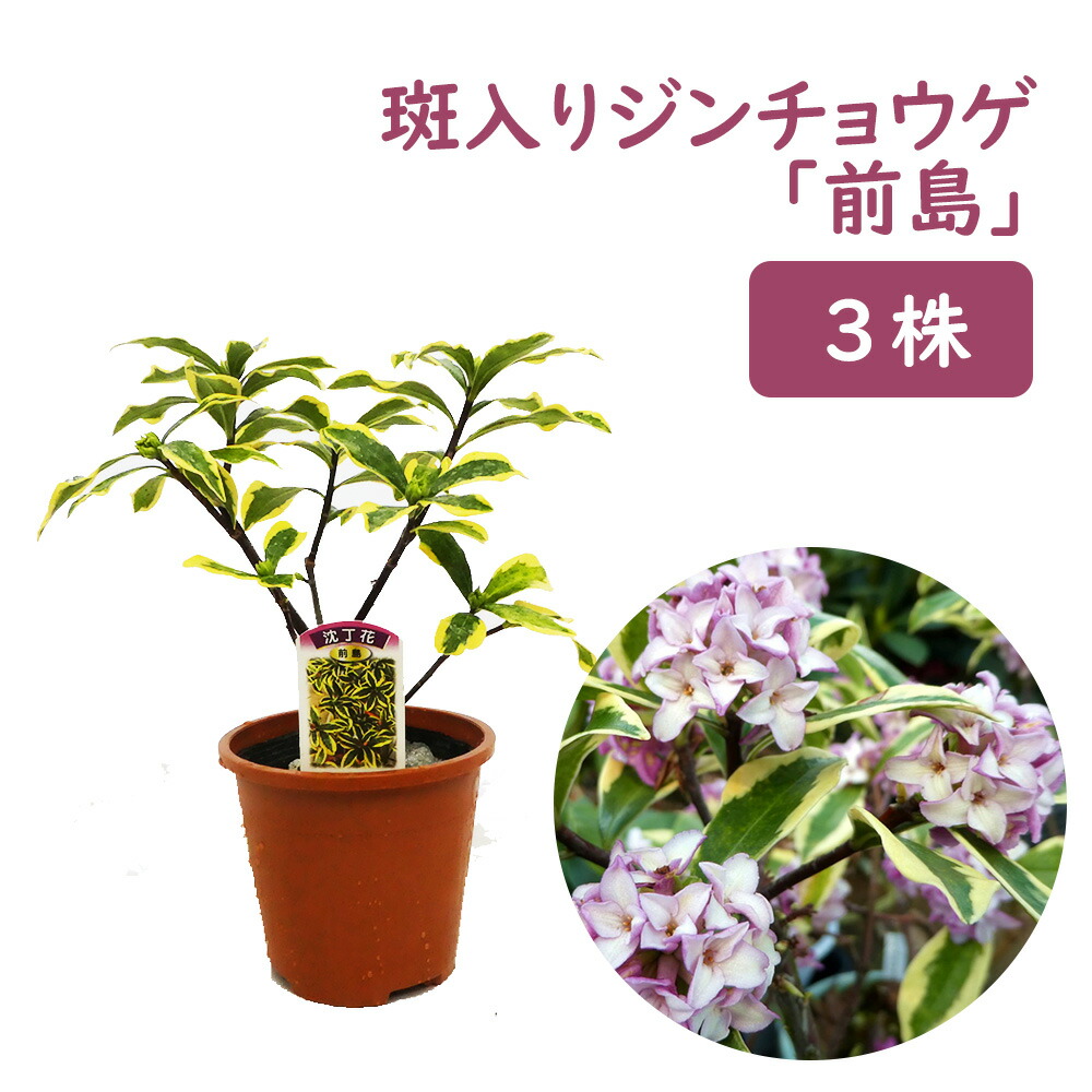 ジンチョウゲ 記念樹 苗 苗木 沈丁花 斑入り 前島 ガーデニング 農業 ３株 10 5cmポット 樹高約cm 樹高約cm 三大香木 生垣 中低木 生け垣 庭木 記念樹 常緑 シンボルツリー 植木 プレゼント ギフト 在庫限り 特価の