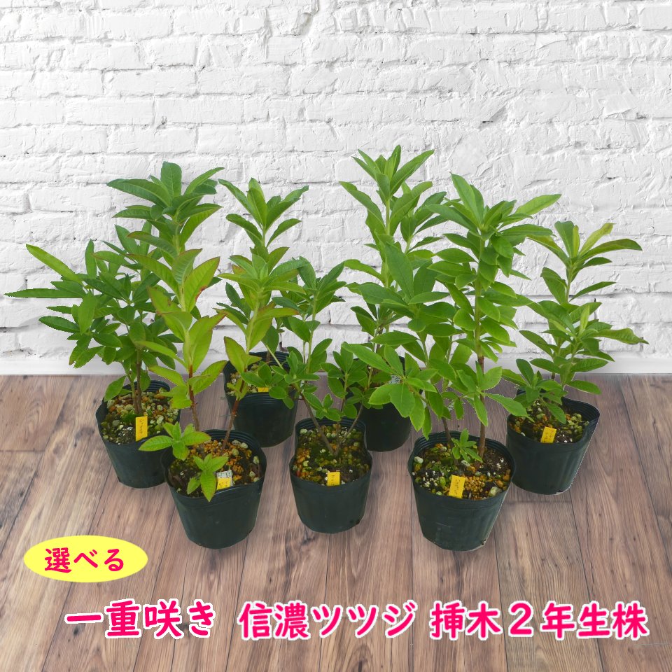 楽天市場 選べる 一重咲き信濃ツツジ シナノツツジ 12cmポット 蕾なし 挿し木２年生苗 樹高約7 15cm 幻の信濃ツツジ エクスバリーアザレア つつじ 富士園芸楽天市場店