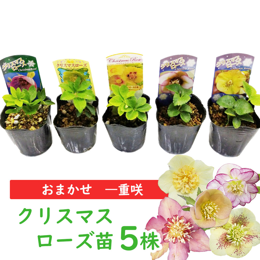 楽天市場 花色おまかせ クリスマスローズ ５株 一重咲き 苗 苗木 9cmポット 実生1年生株 花 花苗 ガーデニング キンポウゲ 花壇 寄せ植え 開花前 ダブル セミダブル 八重咲 宿根草 ギフト プレゼント 即納 説明書付き まとめ買い 多年草 福袋 富士園芸楽天市場店