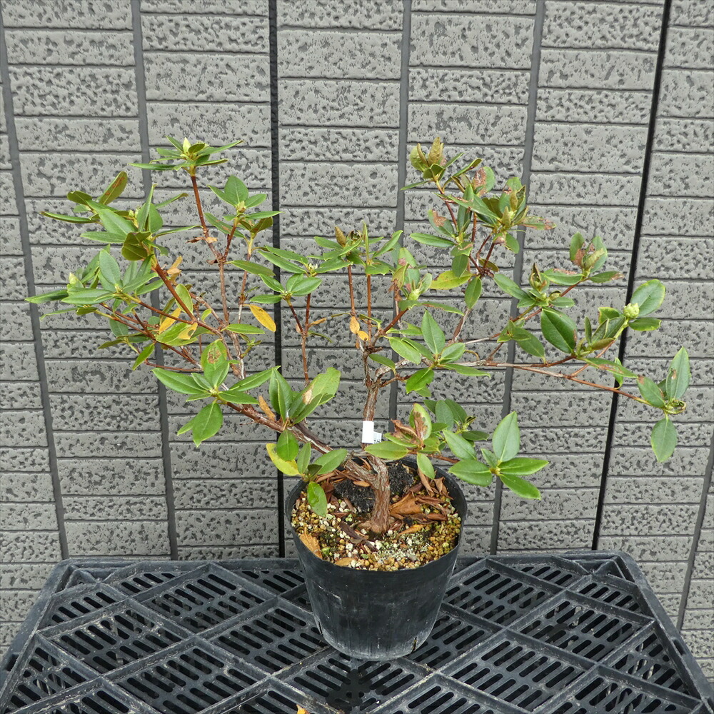蕾付き 2022年開花予定株 葉が汚いですがしっかりとした株です セイザンヒカゲツツジ 樹高20cm 幅25cm 5号スリット鉢入り 苗 苗木 生垣 庭木 植木 記念樹 落葉樹 紅葉 低木 中低木 Lojascarrossel Com Br