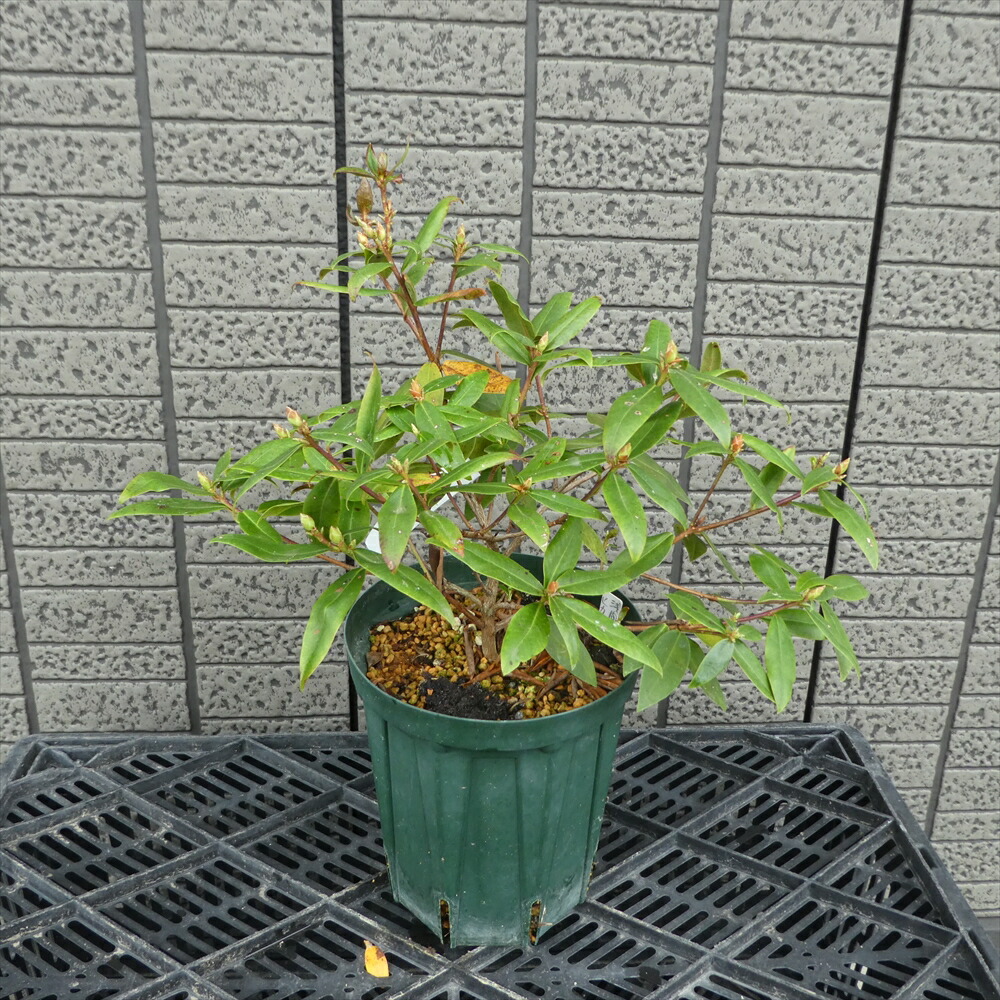 蕾付き 22年開花予定株 アサマヒカゲツツジ 樹高cm 幅25cm 5号鉢入り 苗 苗木 生垣 庭木 植木 記念樹 落葉樹 紅葉 低木 中低木 Mybluehotel Com Br