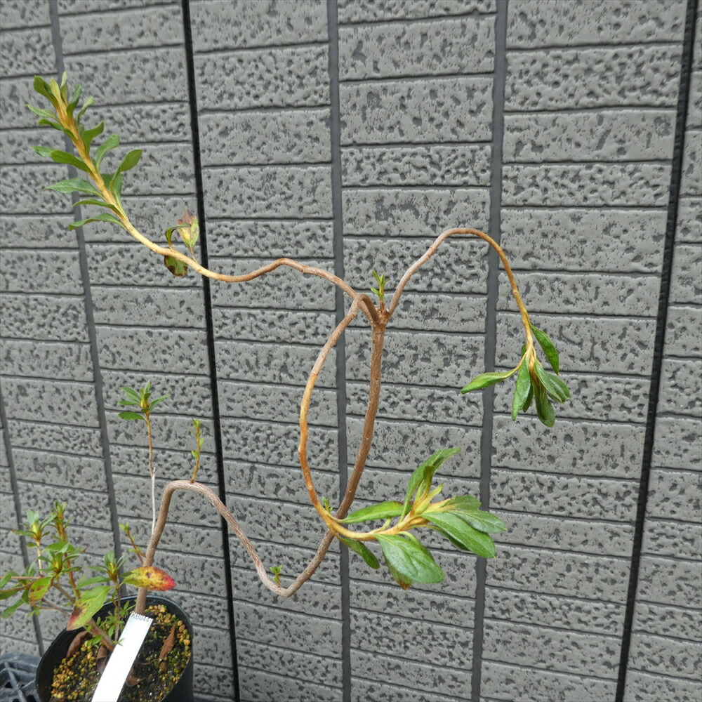 蕾付き 22年開花予定株 ヤマツツジ 雲竜 Kb044 樹高30cm ツツジ 苗 苗木 生垣 庭木 植木 記念樹 落葉樹 紅葉 低木 中低木 ウンリュウ ツツジ 躑躅 Pnima Magazine Co Il