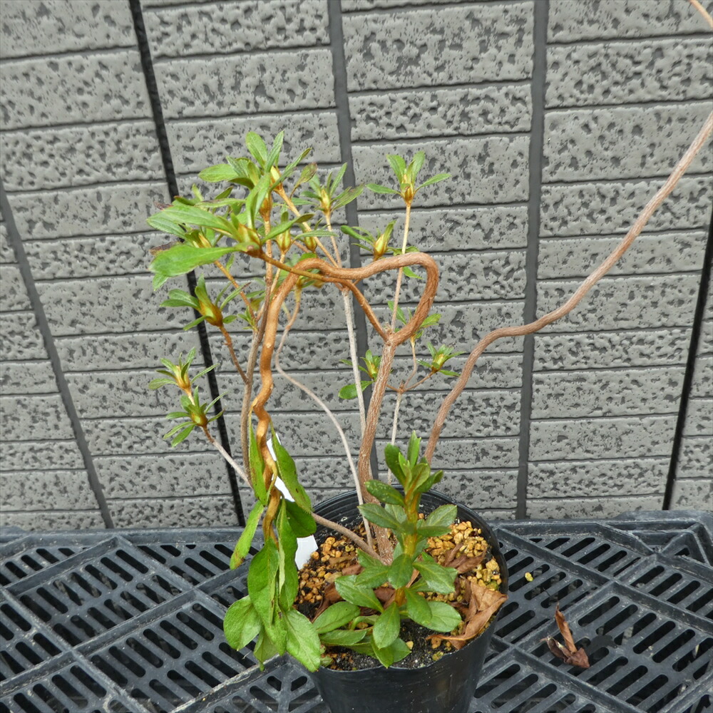 蕾付き 22年開花予定株 ヤマツツジ 雲竜 Kb045 樹高30cm ツツジ 苗 苗木 生垣 庭木 植木 記念樹 落葉樹 紅葉 低木 中低木 ウンリュウ ツツジ 躑躅 Lojascarrossel Com Br