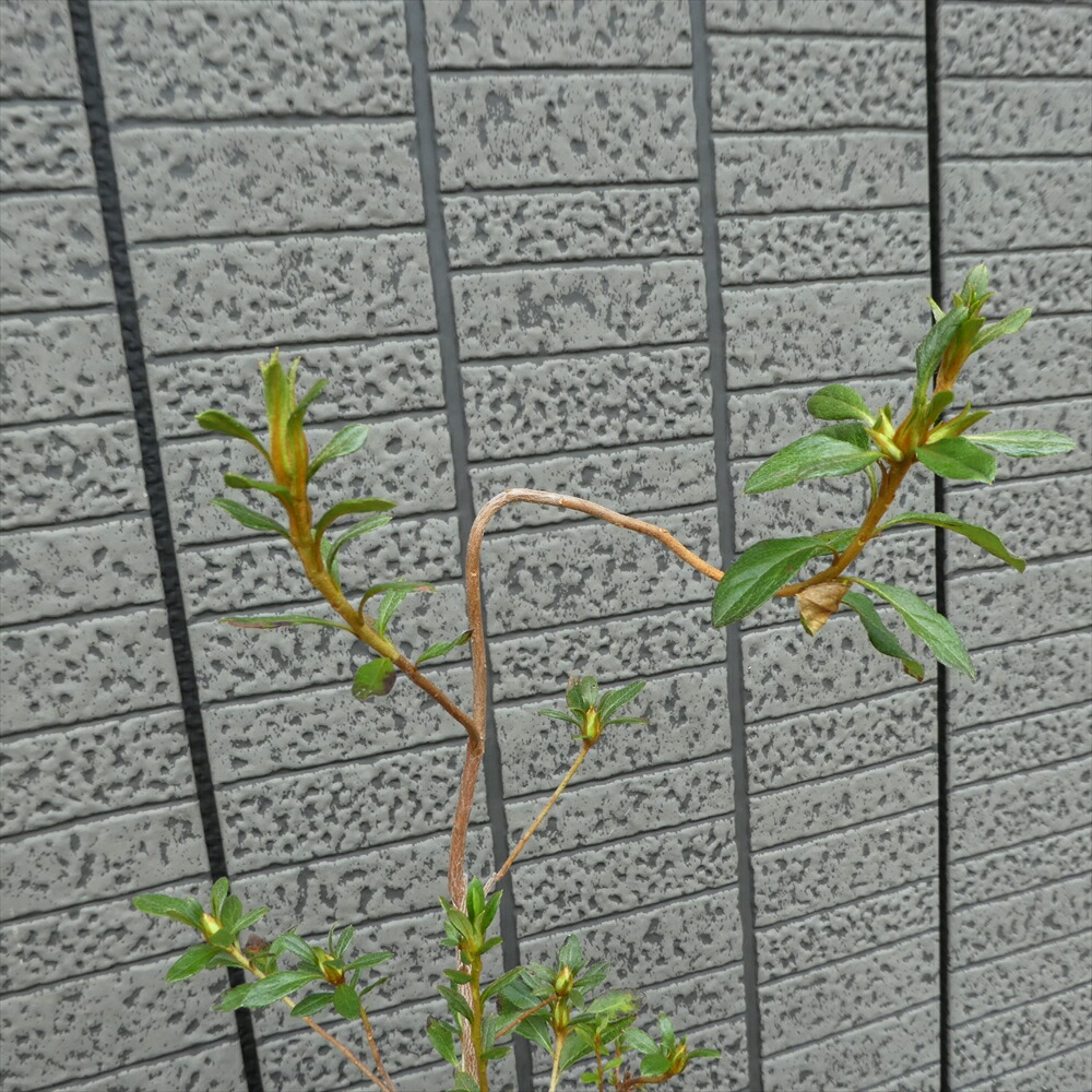 蕾付き 22年開花予定株 ヤマツツジ 雲竜 Kb047 樹高30cm ツツジ 苗 苗木 生垣 庭木 植木 記念樹 落葉樹 紅葉 低木 中低木 ウンリュウ ツツジ 躑躅 Eleditor Net