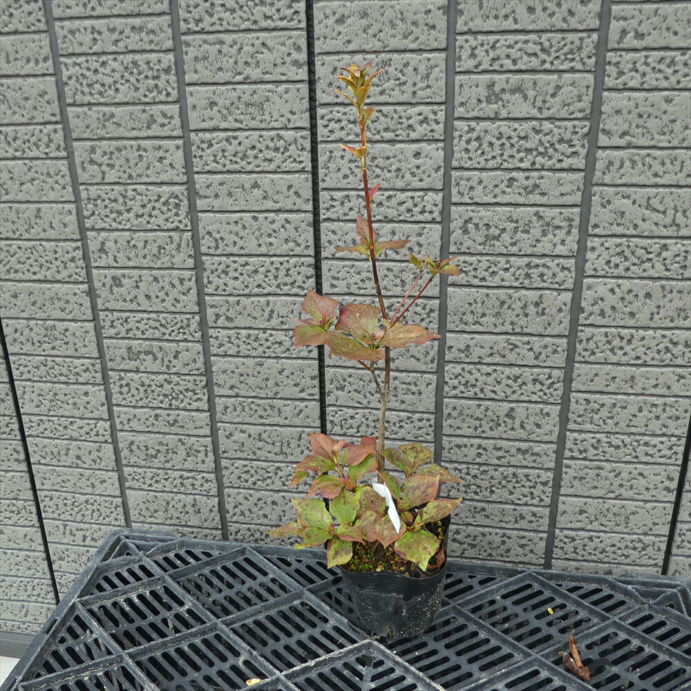 ミツバツツジ 販売