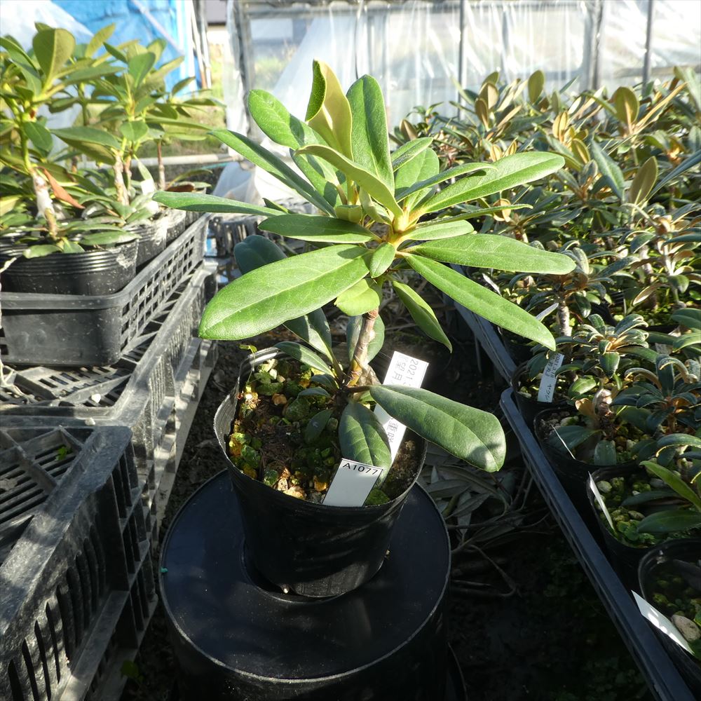 蕾なし 八重咲シャクナゲ 望月 A1077 H1 16 接木1年 石楠花 苗 苗木 生垣 庭木 植木 記念樹 落葉樹 紅葉 低木 中低木 Fitolab Com Br