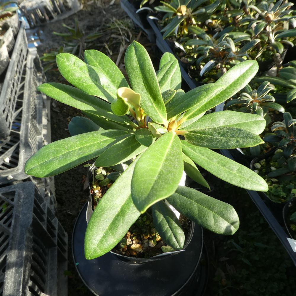 蕾なし 八重咲シャクナゲ 望月 A1077 H1 16 接木1年 石楠花 苗 苗木 生垣 庭木 植木 記念樹 落葉樹 紅葉 低木 中低木 Fitolab Com Br