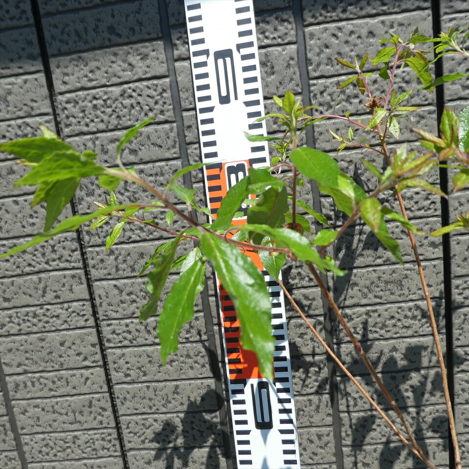 ツツジ ヤクシマバイカツツジ R7016 樹高70cm 商品画像は6月26日撮影です Rvcconst Com