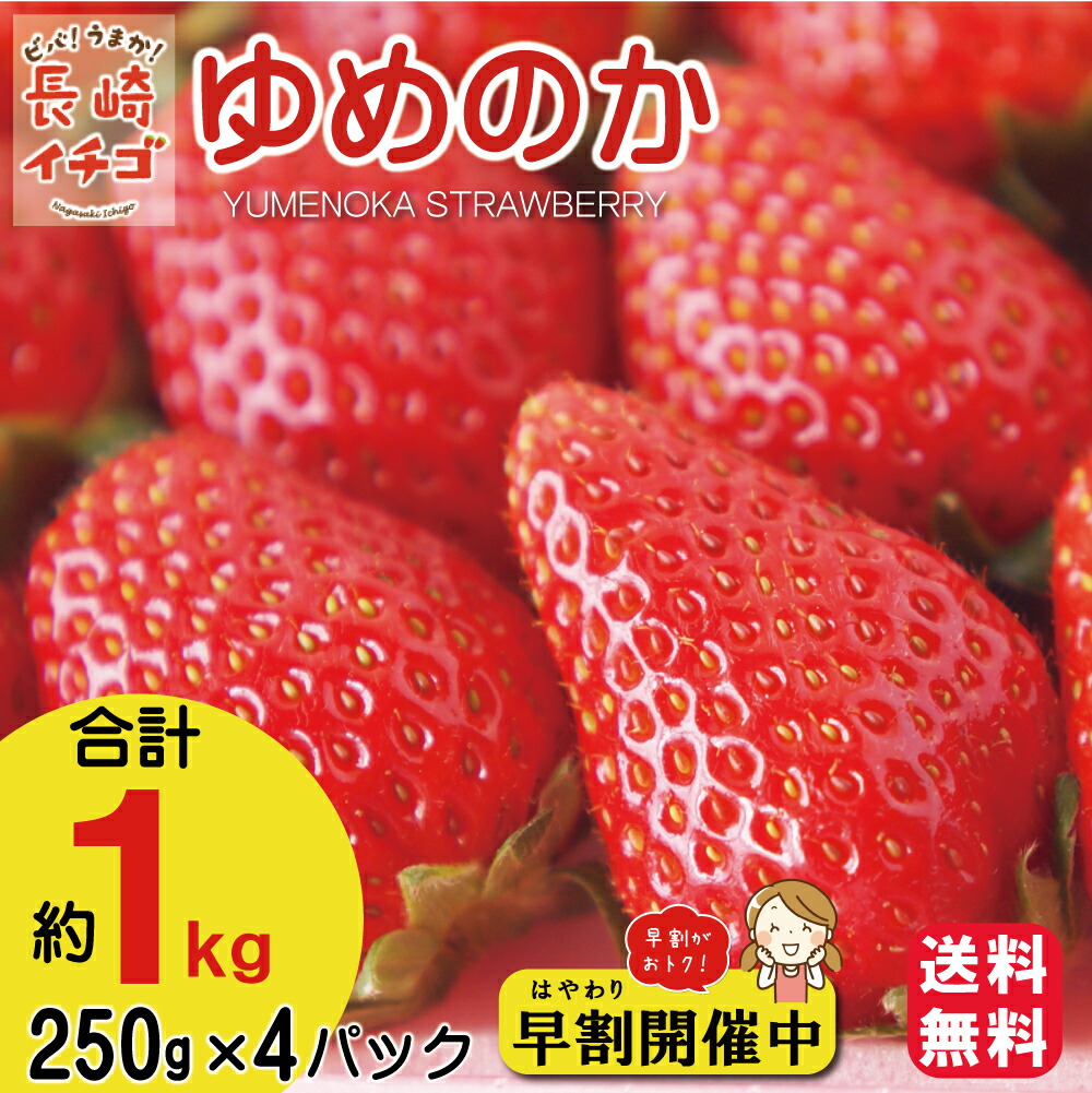 楽天市場 送料無料 早割 イチゴ いちご ストロベリー 苺 甘い ゆめのか 誕生日 ケーキ 用いちご お菓子用 イチゴ 生食 果物 長崎県 島原 産地直送 Furusato