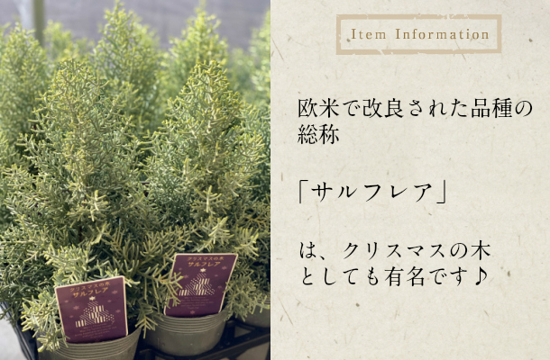 楽天市場 クリスマス 寄せ植え コニファー サルフレア おすすめ 鉢 クリスマスツリー 苗 植木 鉢植え 誕生日 クリスマス 3 5寸 プレゼント ガーデニング 送料無料 Gardens ガーデンズ