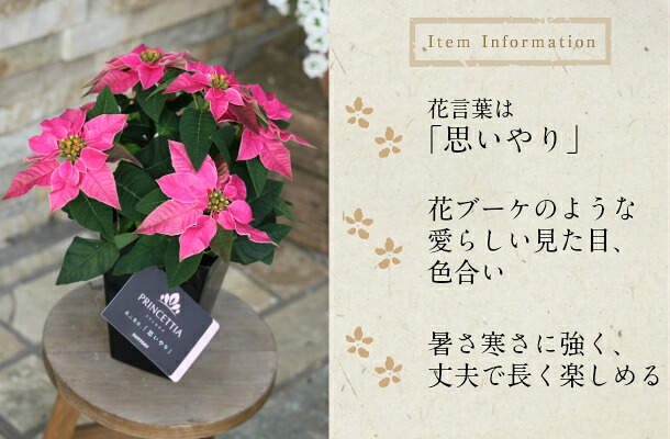 ポインセチア 鉢 プリンセチア 鉢花 3 5号鉢 ギフト 鉢植え 誕生日 クリスマス プレゼント 花 お歳暮 花苗 サントリー フラワー ポインセチア 白 ピンクリボン 送料無料 園芸 花 ポインセチア Educaps Com Br