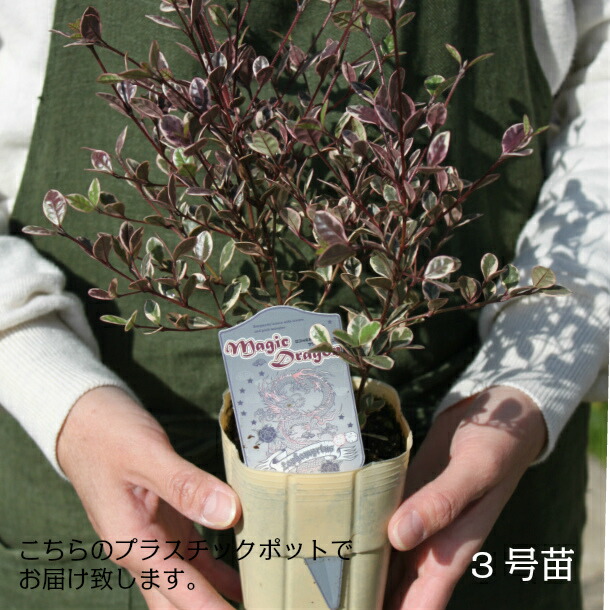 楽天市場 ロフォミルタス マジックドラゴン 寄せ植え 冬 常緑低木 洋風 カラーリーフ おすすめ 鉢 クリスマスツリー 植木 苗 鉢植え 花壇 庭植え 誕生日 クリスマス 3寸ロング 3号ロング ガーデニング 送料無料 Gardens ガーデンズ