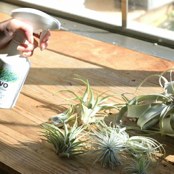 適当な価格 Evo 観葉植物 と エアプランツ が 元気に 育つ水 多肉 サボテン 花と草木が元気に育つ水 スプレータイプ 300ml オーガニック ミネラル成分 スプレー インテリア グリーン 緑 Do Labo 送料無料 あす楽 Whitesforracialequity Org