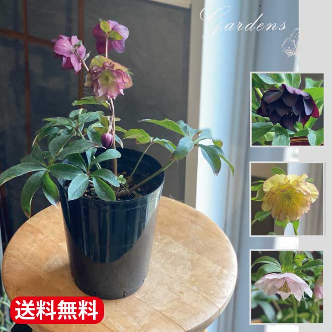 楽天市場 花色が選べる クリスマスローズ 八重咲 苗 開花株 Christmas Rose 4号 4寸 常緑 多年草 耐寒性 宿根草 八重 日陰 送料無料 Gardens ガーデンズ