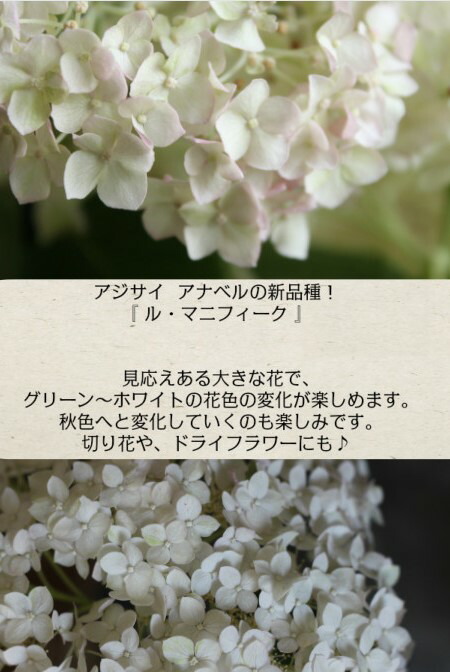 楽天市場 アジサイ アナベル 苗 ル マニフィーク 6号 紫陽花 あじさい 鉢植え ハイドランジア 西洋アジサイ アジサイ 希少 ソフト ピンク アナベル 送料無料 Gardens ガーデンズ