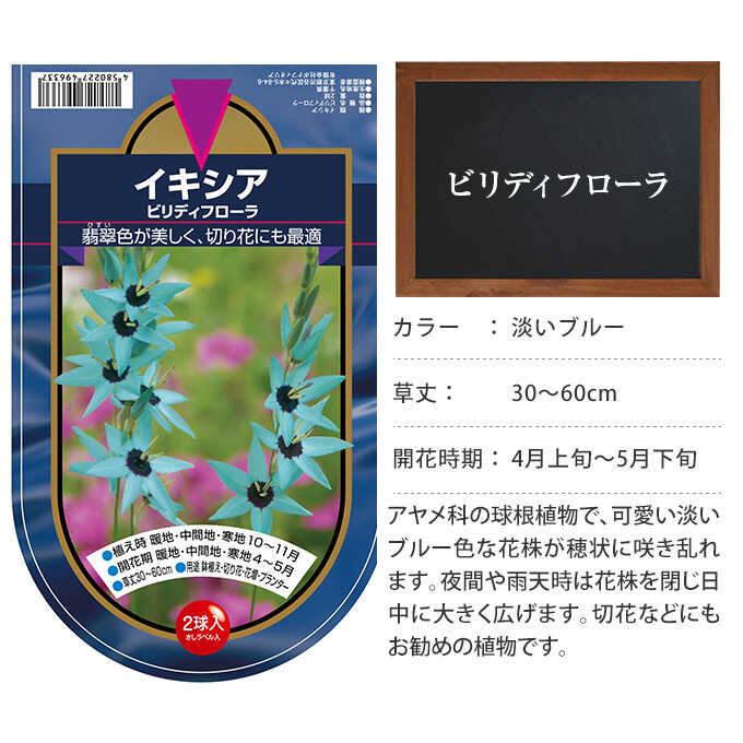 楽天市場 イキシア ビリディフローラ 2球セット 球根 秋植え 栽培 春に咲く 花 花壇 趣味 園芸 ガーデニング 秋に植える 庭 ベランダ ガーデン用品屋さん