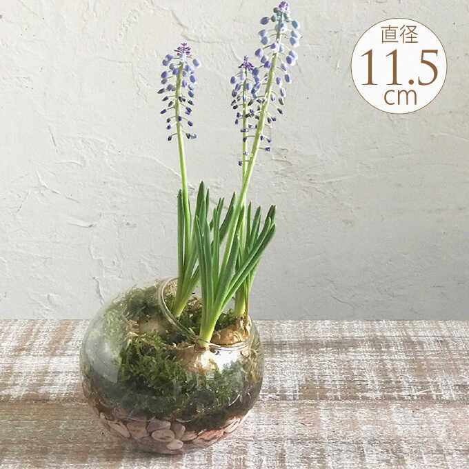 楽天市場 水耕栽培 ガラスベース ラウンドドーム 球根 栽培 フラワーベース 球根用 花瓶 ガラス 室内 インテリア ガーデン用品屋さん