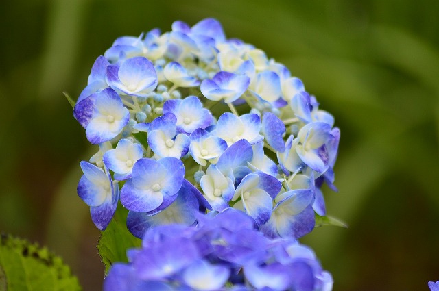 楽天市場 ブルースカイ 紫陽花 額紫陽花 贈り物 切り花 鉢植え 庭木 初心者でも育てやすい ギフト ショップ ナガシマ 楽天市場 ブルースカイ 紫陽花 額紫陽花 贈り物 切り花 鉢植え 庭木 初心者でも育てやすい ギフト ショップ ナガシマ