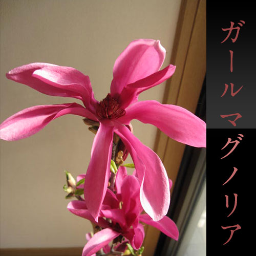 楽天市場 ガールマグノリア ピンク色の花が咲きます 苗 モクレン ギフト ショップ ナガシマ