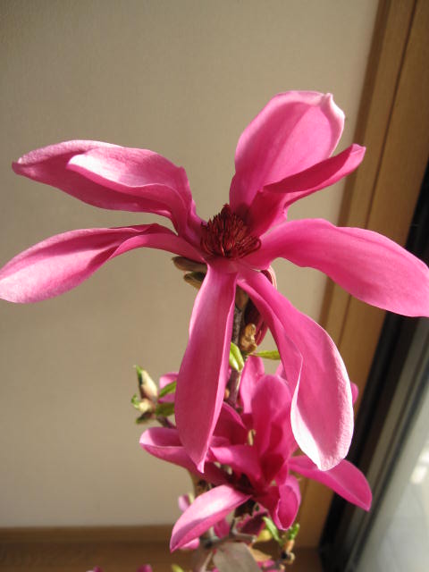 楽天市場 ガールマグノリア ピンク色の花が咲きます 苗 モクレン ギフト ショップ ナガシマ