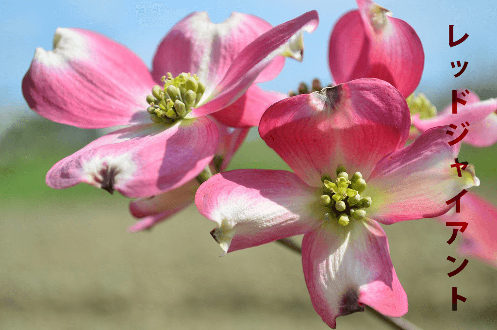 楽天市場 4月下旬 ５月頃開花 3種類の中からお好きな花を選べますハナミズキ苗木 ジュニアミス クラウドナイン レッドジャイアント ギフト ショップ ナガシマ