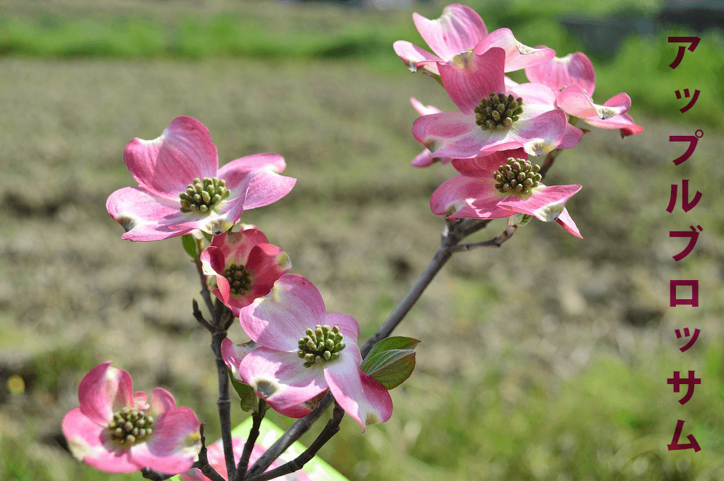 楽天市場 4月下旬 ５月頃開花 3種類の中からお好きな花を選べますハナミズキ苗木 ジュニアミス クラウドナイン レッドジャイアント ギフト ショップ ナガシマ