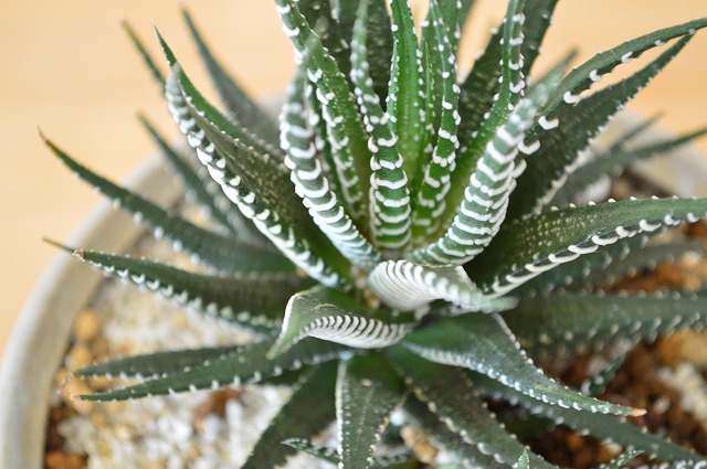 ハオルチア 評判の多肉植物 ハオルチア 一寸変わったサボテンです Hotjobsafrica Org ハオルチア 評判の多肉植物 ハオルチア 一寸変わったサボテンです Hotjobsafrica Org