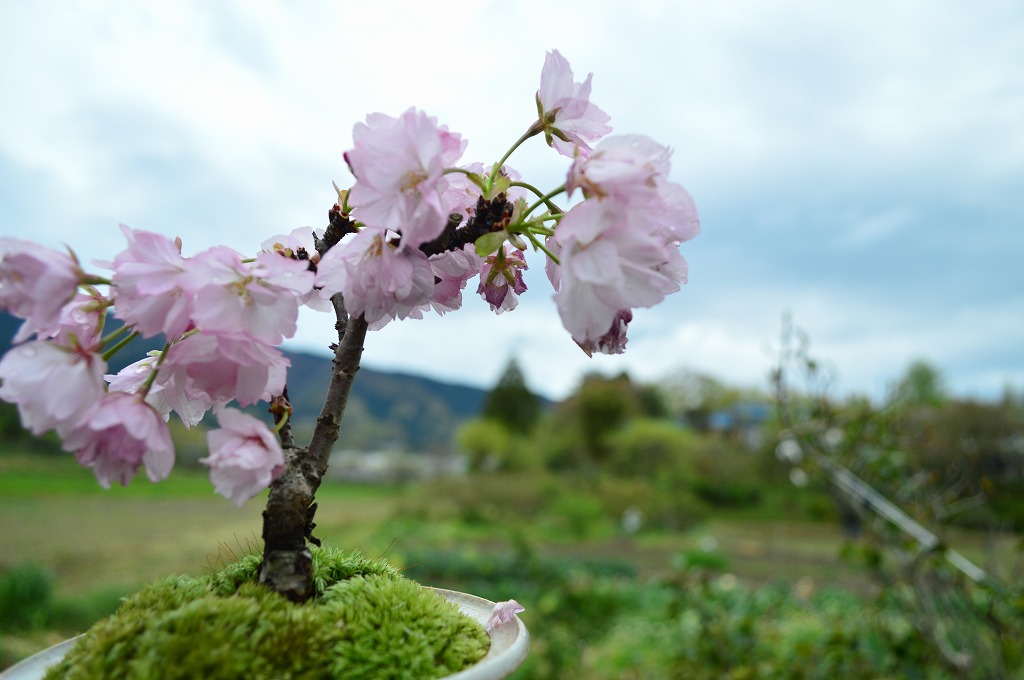 サクラのお花見ができます2025年4月末頃開花【桜盆栽】春咲き 鉢植え 信楽焼 ピンクの花 春に開花　自宅でお花見