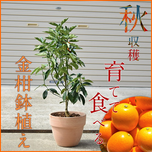 楽天市場 21年贈り物にキンカン鉢植え 食べれる鉢植え 果樹の鉢植え21年2月頃までは実が付いています金柑鉢植え ギフト ショップ ナガシマ