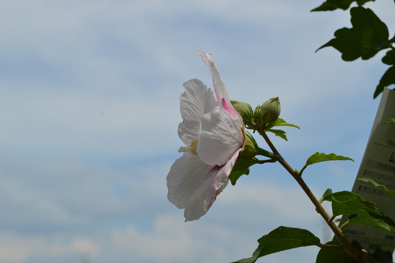 楽天市場 21年7月末頃 8月に開花 ムクゲ鉢植え 丈夫で育てやすい花 大輪でキレイな花を咲かせてくれます モーニングサンシャイン ギフト ショップ ナガシマ