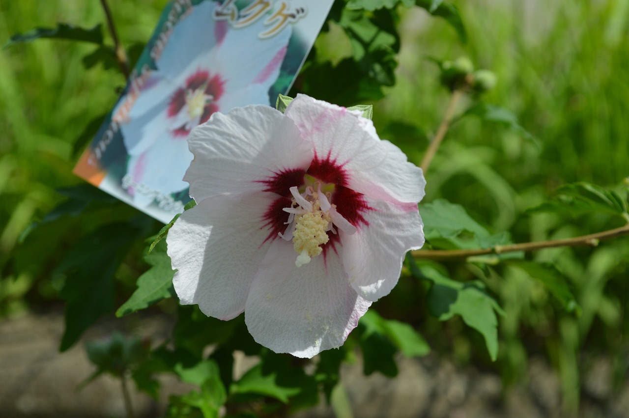 楽天市場 21年7月末頃 8月に開花 ムクゲ鉢植え 丈夫で育てやすい花 大輪でキレイな花を咲かせてくれます モーニングサンシャイン ギフト ショップ ナガシマ