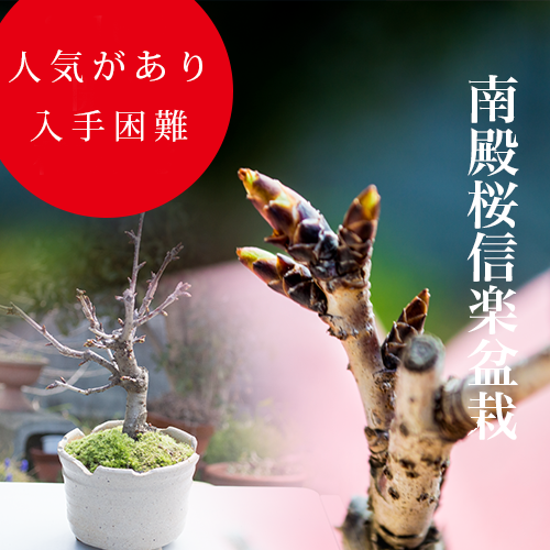 【さくら盆栽】2026年春開花　葉桜をそだてよう さくら盆栽 桜盆栽 南殿桜盆栽 信楽焼鉢入り　ミニサイズ【南殿桜盆栽】