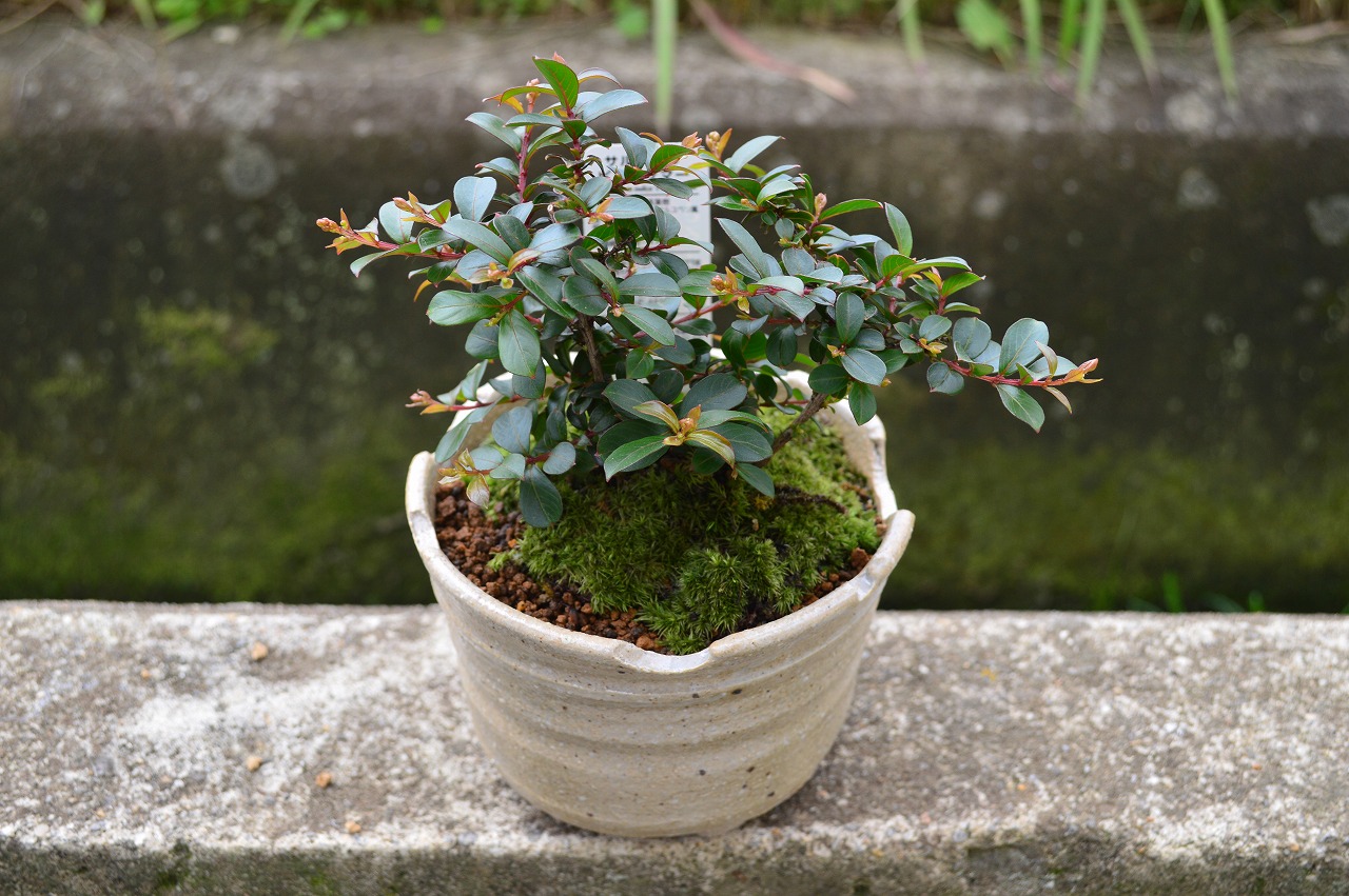 楽天市場 恋人に 夏の花 サルスベリミニ鉢植え ミニ盆栽 豪華な花がさきます ギフト ショップ ナガシマ
