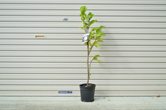 楽天市場 21年花芽確認苗 白木蓮苗 いい香りの白花の花が咲きます 苗 モクレン 白モクレン苗木 ギフト ショップ ナガシマ