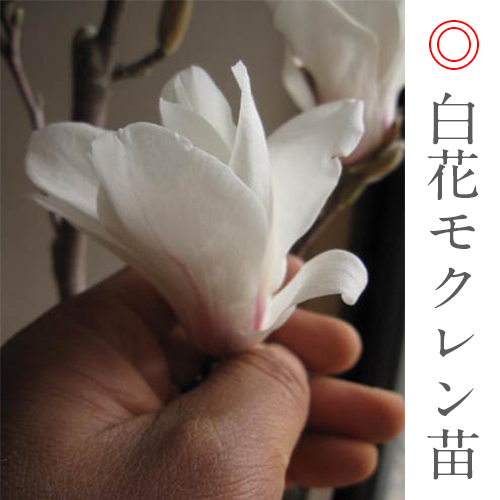 楽天市場 21年花芽確認苗 白木蓮苗 いい香りの白花の花が咲きます 苗 モクレン 白モクレン苗木 ギフト ショップ ナガシマ