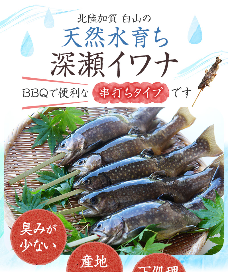 生国直送 凍結川魚 イワナの串打ち 10台本設定 石川制定 加賀白山 淡水養魚面影 白山堂 岩魚 いわな 川魚 養殖 冷凍 底面かた付ける済 個荷拵え 串なし のし 熨斗 調和可 貢物 贈もの Bairien Yamagata Jp