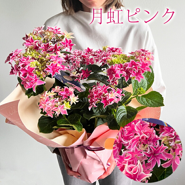 遅れてごめんね 母の日 アジサイ 月虹【ひと回り大きい5.8号鉢